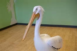 Bronx Zoo Welcomes American White Pelican  With a Big Personality and Bigger Story